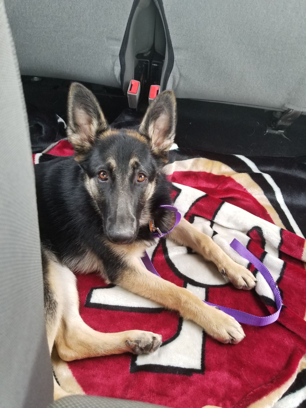 Athena (Tina)